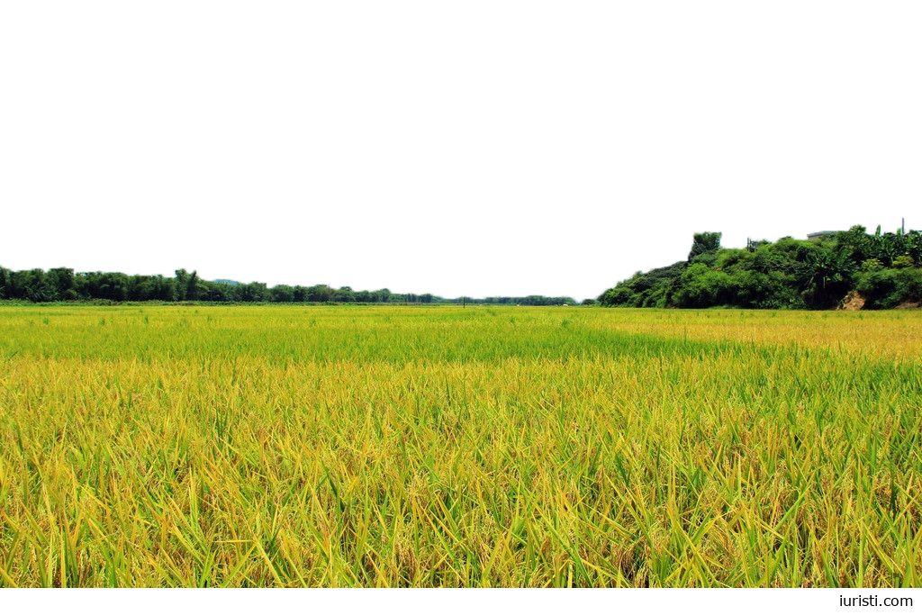 ნაყიდი მაქვს მიწის ნაკვეთი, მაგრამ დოკუმენტები არ მაქვს - როგორ დავირეგისტრირო საკუთრება?